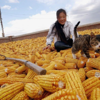 Китай сократил площади под кукурузой на 1,8% из-за расширения посевов сои