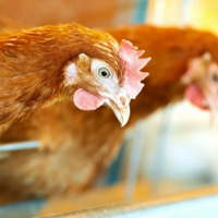 В Акмолинской области птицефабрики намерены сократить поголовье кур на 10% из-за проблем с кормами