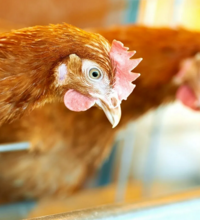 В Акмолинской области птицефабрики намерены сократить поголовье кур на 10% из-за проблем с кормами