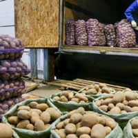 И снова экспортные ограничения: как решится судьба казахстанского картофеля и растительного масла? 