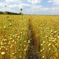 Казахстан предлагает Турции создать совместные предприятия по переработке льна и других масличных культур