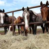 Ход конем: в Казахстане поголовье лошадей выросло на 10,5 % за год