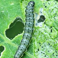 Казахстан: Атырауская область столкнулась с нашествием гусениц