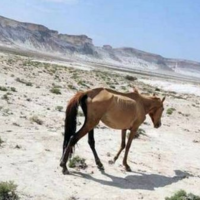 В Мангистауской области за два года вернули в госсобственность свыше 2,2 млн. га сельхозземель 
