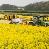 Посевные площади под масличными культурами в России могут обновить рекорд и достигнуть 16,7 млн. га