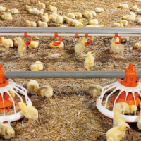 В Жамбылской области планируется открыть более 100 модульных птицефабрик до 2025 года