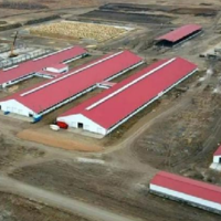 Еще одна молочная ферма мощность 2,7 тыс тонн молока в год появится в СКО