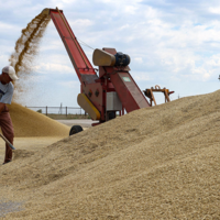 Казахстан в 2023 году введет единую систему прослеживаемости зерна