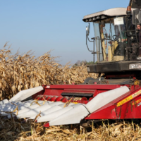 Урожай- 2022: белорусские аграрии намолотили 1 миллион тонн зерна кукурузы