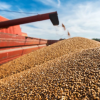 Казахстанские аграрии собрали самый высокий урожай зерна за 10 лет — 21,8 млн. тонн