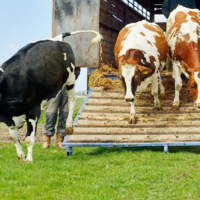 В Казахстане снова вступают в силу налоговые льготы по НДС при ввозе пестицидов и живого скота