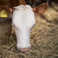 Канадские фермеры на грани катастрофы: грозит нехватка кормов для скота