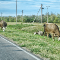 Токаев: «Отсутствие пастбищ в Казахстане, занимающем 9 место в мире по площади, не поддаётся объяснению»