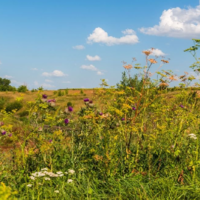 Казахстан: в Минсельхозе пообещали вернуть все неиспользуемые земли государству, а это более 40 млн. га