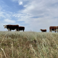 Генпрокуратура: в Казахстане выявлено 21 млн. га пустующих и незаконно выданных пастбищ  