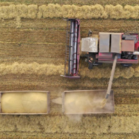 Экспортная цена российской пшеницы нового урожая упала до 400 долларов за тонну