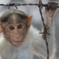 Страдания обезьян: Минсельхоз США проверяет компанию Илона Маска из-за опытов на животных