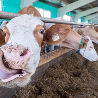 В России введена обязательная маркировка сельскохозяйственных животных 