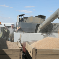 Урожай-2022: в Костанайской области валовой сбор зерновых культур почти на 2 млн. тонн превысил прошлогодний