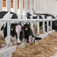 В Костанайской области планируется запуск животноводческого комплекса по откорму и переработке мяса КРС