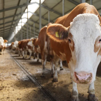 Минсельхоз: в Казахстане загруженность откормочных площадок в 2021 году составила всего 46% 