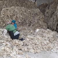 Против шерсти: в Казахстане по-прежнему нет спроса на овечье руно