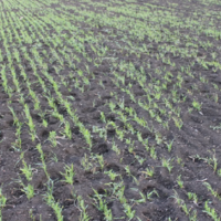 Казгидромет: посевы озимых хорошо взошли на юге Казахстана