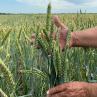 На юге Казахстана прогнозируется хороший урожай озимой пшеницы