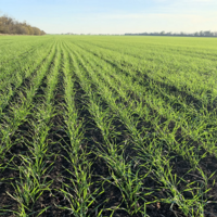 Казгидромет: условия для роста озимой пшеницы на юге Казахстана — благоприятные