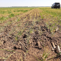 Укргидрометеоцентр: «В Украине существует угроза засухи на большей части территории страны»