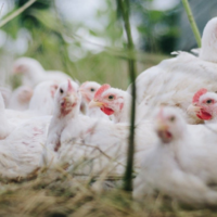 Массовый падеж кур: ситуацию прояснили в ветслужбе Костанайской области 