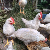 На массовый падёж кур жалуются сельчане в Костанайской области