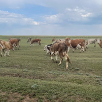Казахстан: развитие сельских территорий будет в приоритете в предстоящем 2023-м году