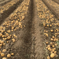 Американцы планируют экспортировать павлодарский картофель на рынки дальнего зарубежья