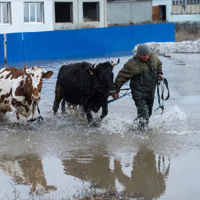 Минсельхоз Казахстана: «Компенсаций за незастрахованный от паводков скот не будет»