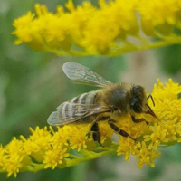 Мор по расписанию: в Алтайском крае погибли тысячи пчелосемей из-за обработки сельхозугодий