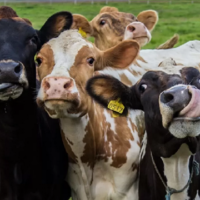 Какие новшества предусматривает Закон по вопросам племенного животноводства в Казахстане?