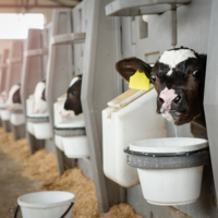 Страны ЕАЭС перейдут на электронный обмен данными о племенных животных