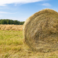 Минсельхоз: в Казахстане площадь сева кормовых культур будет увеличена на 12,5% — до 3,6 млн. га