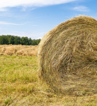 Минсельхоз: в Казахстане площадь сева кормовых культур будет увеличена на 12,5% — до 3,6 млн. га