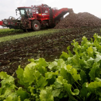 Казахстанские аграрии увеличат посевные площади под сахарной свеклой в 3 раза 