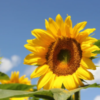 В России экспортные пошлины на рапс и подсолнечник планируется повысить до 70% 