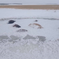 Лед не выдержал: в Северо-Казахстанской области около 50 лошадей погибли, провалившись в озеро 