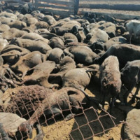 Более тысячи породистых овец сгорели заживо в Атырауской области