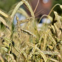 Урожай-2022: в Казахстане сложились удовлетворительные условия для созревания зерна 