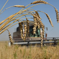Гидрометцентр подтвердил прогноз высокого сбора урожая зерна в России