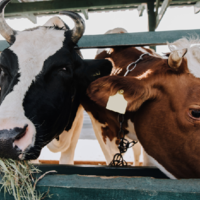 В Казахстане поголовье КРС выросло на 4,3% за год и составило 8 млн. 264,2 тыс. голов