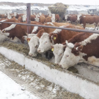 Численность крупного рогатого скота в Казахстане увеличилась на 4,4% 