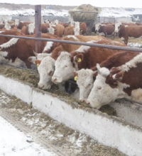 Численность крупного рогатого скота в Казахстане увеличилась на 4,4% 