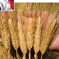 Франция в 2023 году планирует увеличить посевную площадь мягкой пшеницы до 4,75 млн. га